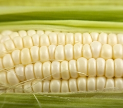 Genetically modified sweet white corn